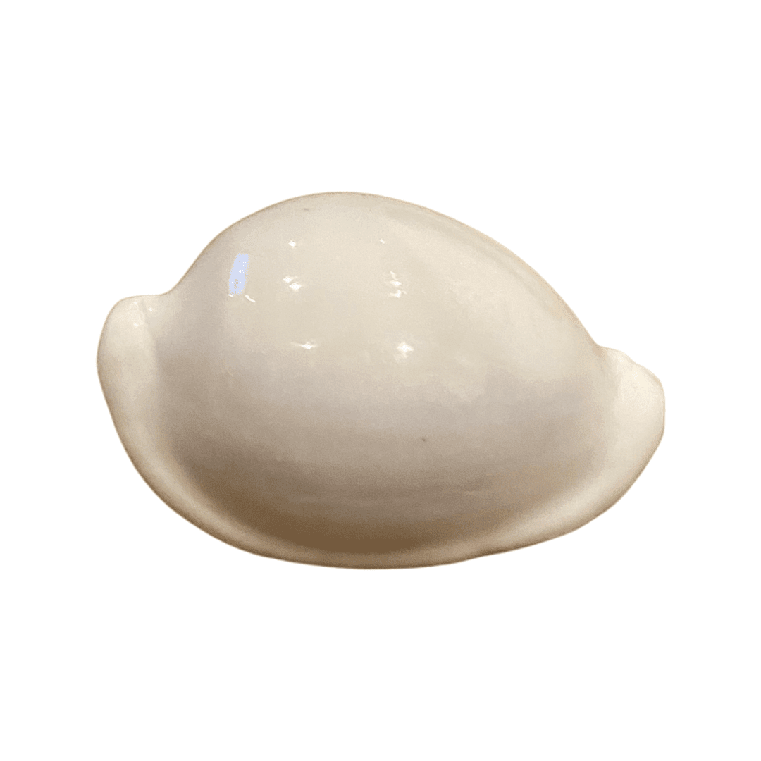White Pule Shell (Ovula Ovum - Egg Shell) - Image 3