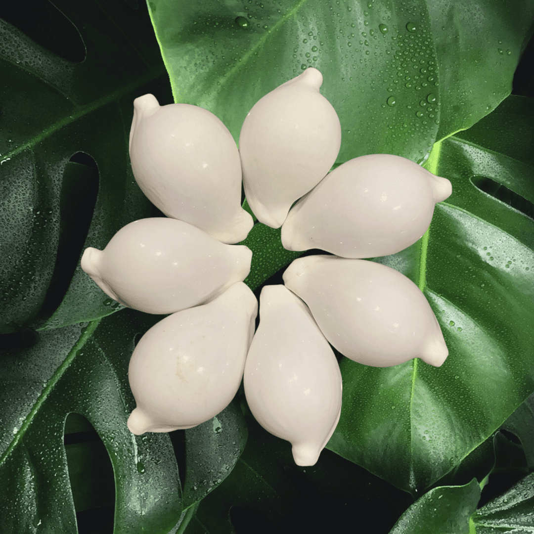 White Pule Shell (Ovula Ovum - Egg Shell)