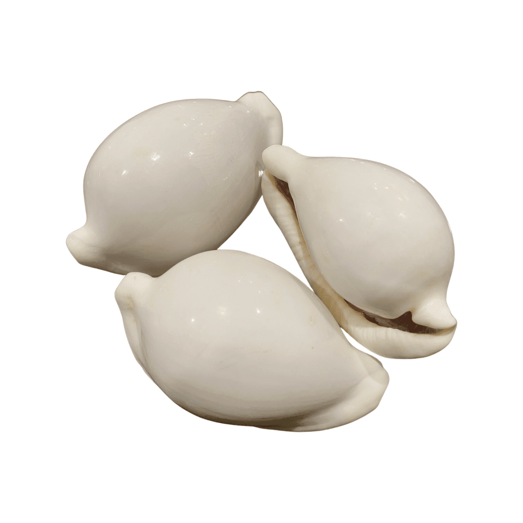 White Pule Shell (Ovula Ovum - Egg Shell) - Image 4