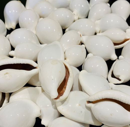White Pule Shell (Ovula Ovum - Egg Shell) - Image 2
