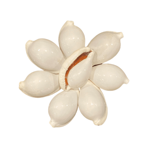 White Pule Shell (Ovula Ovum - Egg Shell) - Image 5