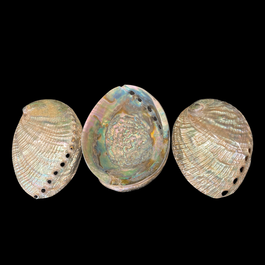 Polished Pāua Shell