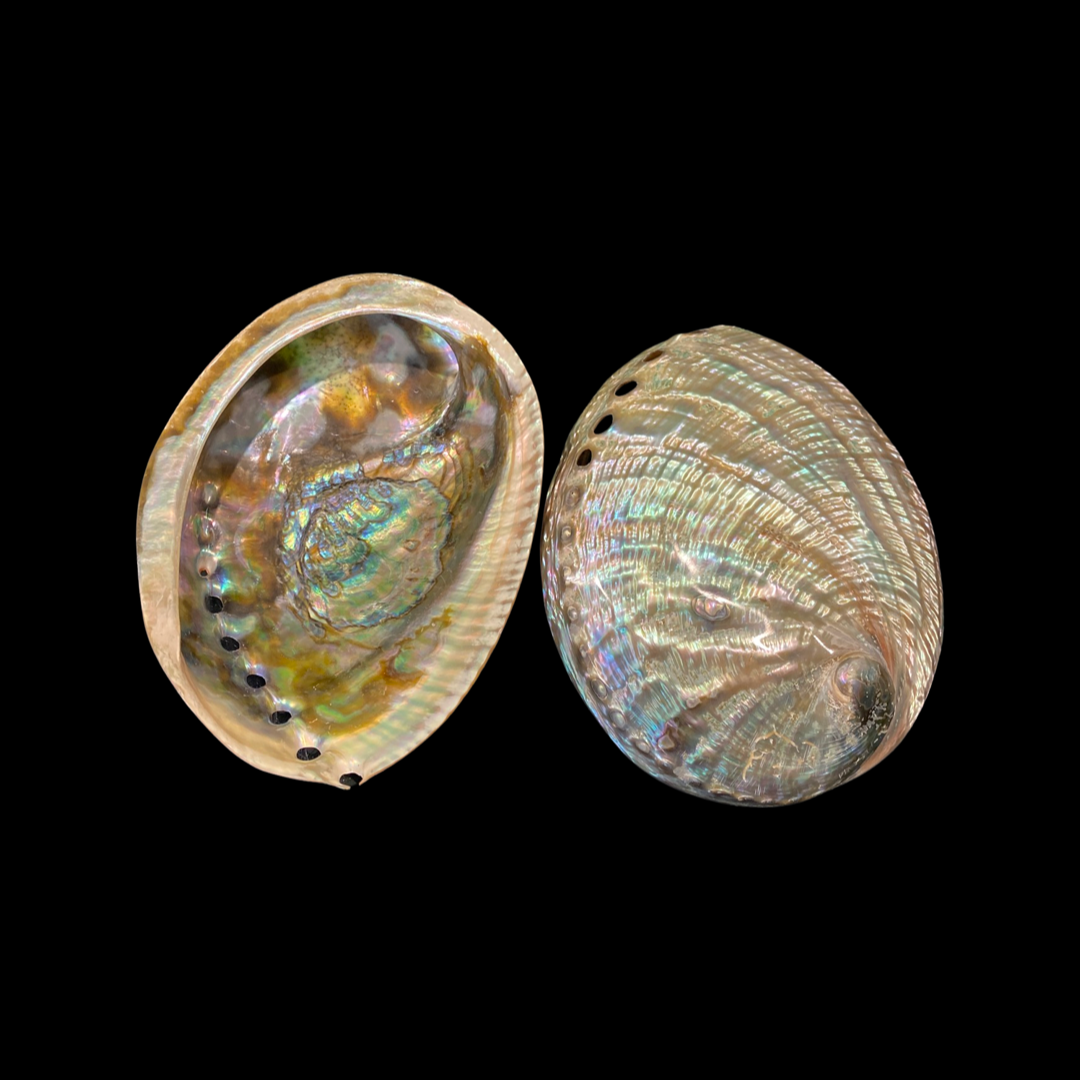 Polished Pāua Shell - Image 3