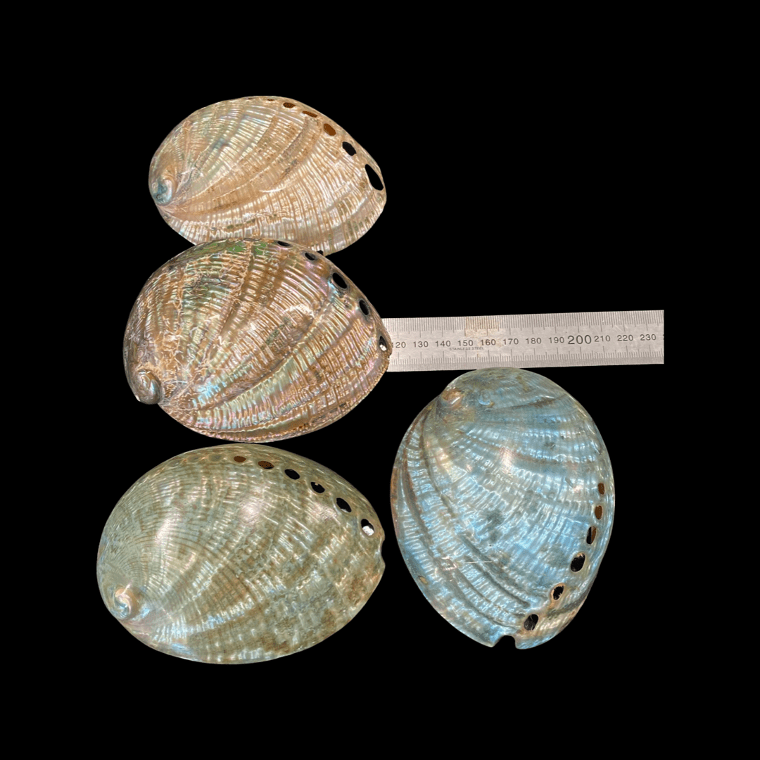 Polished Pāua Shell - Image 4