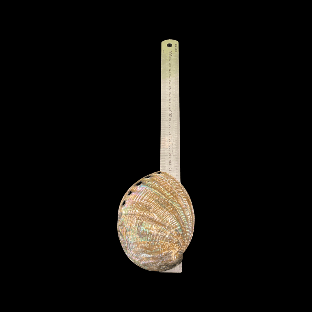 Polished Pāua Shell - Image 5