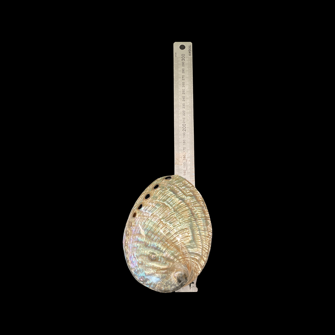 Polished Pāua Shell - Image 6
