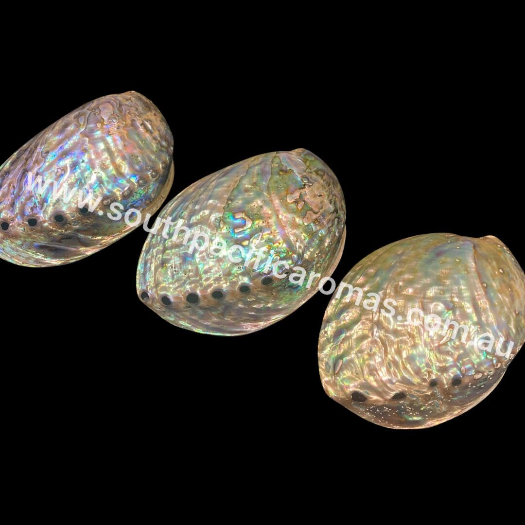 Polished Pāua Shell - Image 7