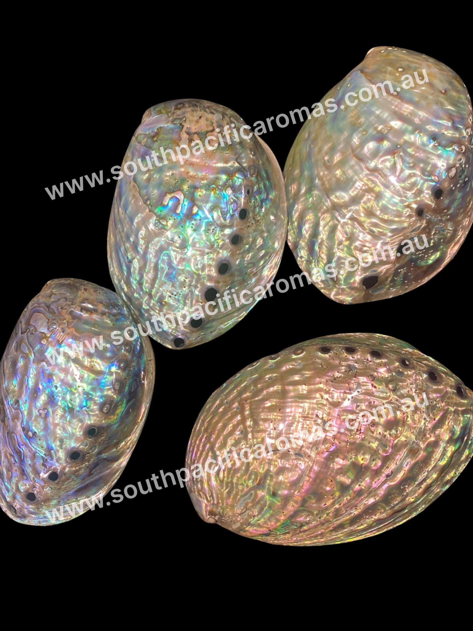 Polished Pāua Shell - Image 2