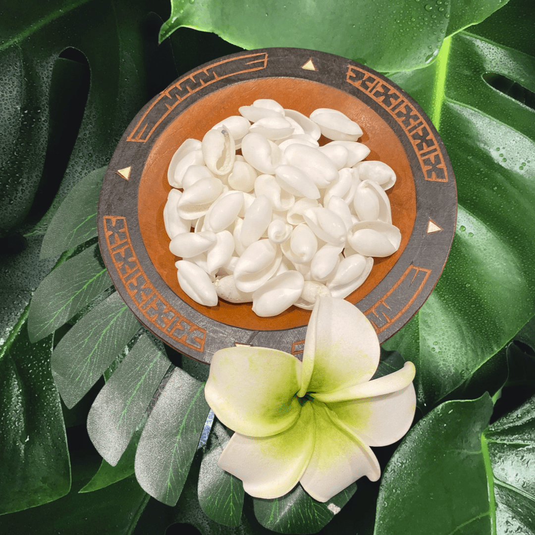 Small White Bubble Shells - 100 pack